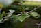 wasp flies towards the leaves