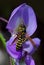 Wasp on flower