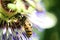 Wasp on flower