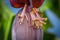 Wasp on flower of a banana tree