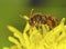 Wasp on a flower dandelion