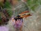 Wasp on flower meadow thistles