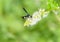 Wasp on the flower of a mint plant