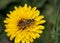 Wasp on a flower of Tanger reichardie.