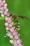 Wasp on flowering tamarisk
