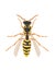 Wasp flying danger insect cartoon wasp design vector illustration on white background top view