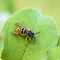 Wasp with folded wings sits on a green sheet of grass