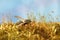 Wasp in forest on fresh green lush moss. Macro