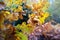 Wasp gall on oak leaves in autumn