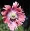 Wasp Gathering Pollen From Papaver Species