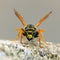 Wasp or German European wasp in latin Vespula vulgaris