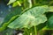 Wasp on green leaf