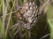 Wasp guarding nest combs offspring