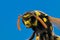 Wasp head Macro Shot Hot. Blue background