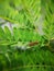 Wasp holding on fern against the strong wind. Macro photography.