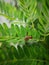 Wasp holding on fern against the strong wind. Macro photography.