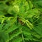 Wasp holding on fern against the strong wind. Macro photography.