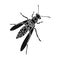 Wasp, hymenopteran insect.Wasp, stinging insect single icon in black style vector symbol stock isometric illustration