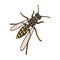 Wasp, hymenopteran insect.Wasp, stinging insect single icon in cartoon style vector symbol stock isometric illustration