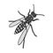 Wasp, hymenopteran insect.Wasp, stinging insect single icon in monochrome style vector symbol stock isometric