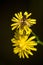 Wasp on a Hypochaeris radicata flower