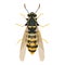 Wasp insect, bumble bee top view in cartoon style, realistic bug Isolated clipart on white background