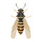 Wasp insect, bumble bee top view in cartoon style, realistic bug Isolated clipart on white background