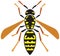 Wasp insect icon vector illustration