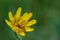 Wasp insect laying on autumn flower with yellow petals.