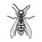 Wasp insect sketch vector illustration