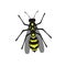 Wasp insect vector color drawing