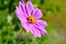 Wasp inside pink cosmos flower Cosmos Bipinnatus. Close up. Na