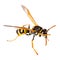 Wasp isolated over white