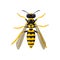 Wasp isolated on white background. Insect illustration