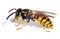 Wasp isolateed on white background in latin Vespula