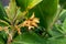 Wasp in a Kahili Ginger Flower with Leaves