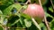 A wasp lands on a growing apple, With Zoom Out