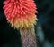 Wasp lands on a Red Hot Poker plant