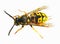 Wasp larra beetles pests orderly garden medvedka protection larva insect