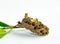 Wasp  & larva in the wasp nest  on white background