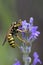 Wasp on Lavandula Lavender