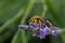 Wasp on lavender strand