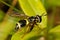 Wasp-like Hoverfly on green leaf