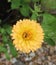 Wasp like insect, yellow double calendula flower