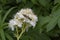 The wasp-like sawfly sits on a flower