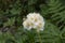 The wasp-like sawfly sits on a flower