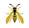 Wasp line drawing cartoon. Yellow Bee isolated on white background. Bumblebee Hand drawn doodle, graphic vector