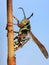 Wasp macro with dew