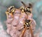 Wasp macro sitting on honeycombs