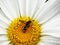 Wasp Mimic fly on a daisy